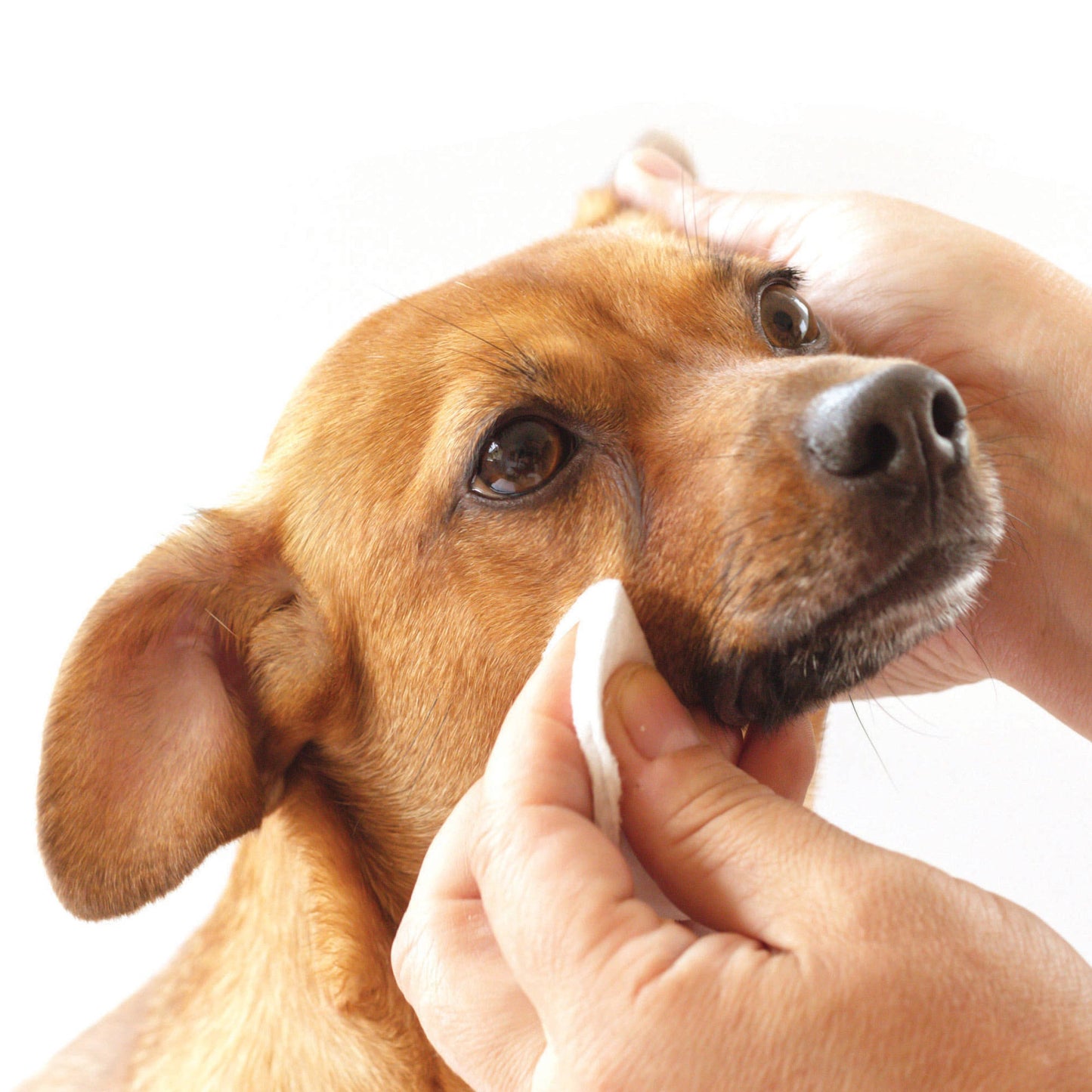 Tear Stain Removing Under Eye Wipes for Dogs