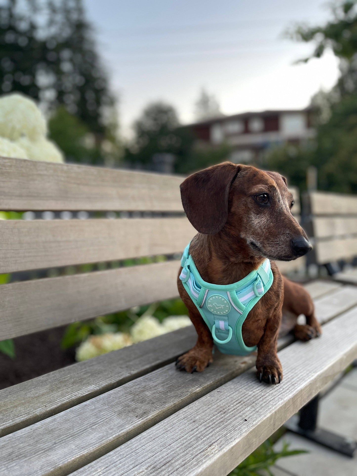No Pull Comfort Dog Harness - Turquoise