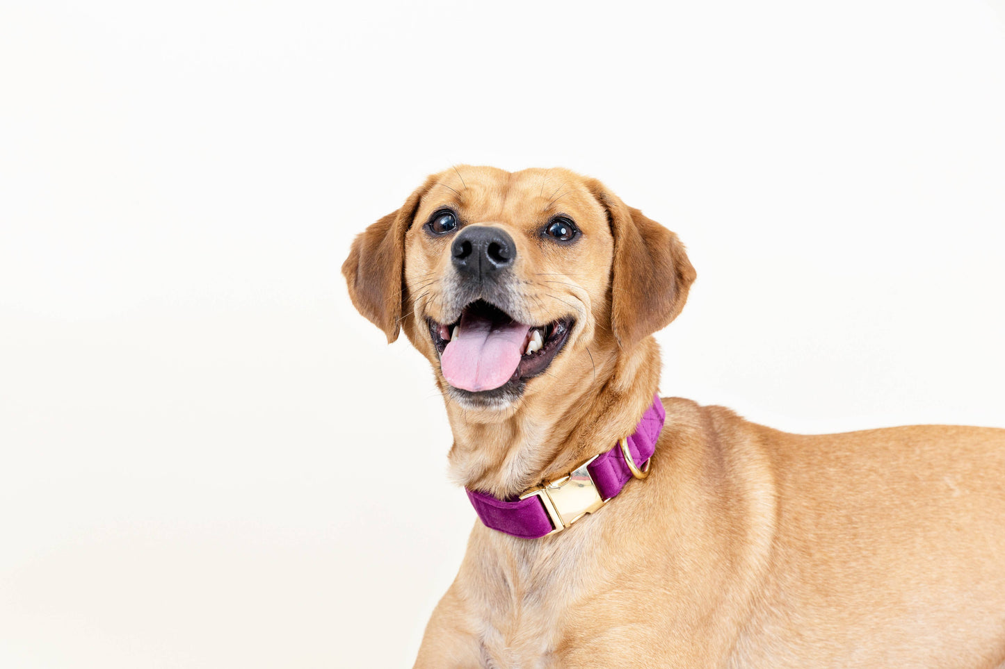 Purple Dog Collar
