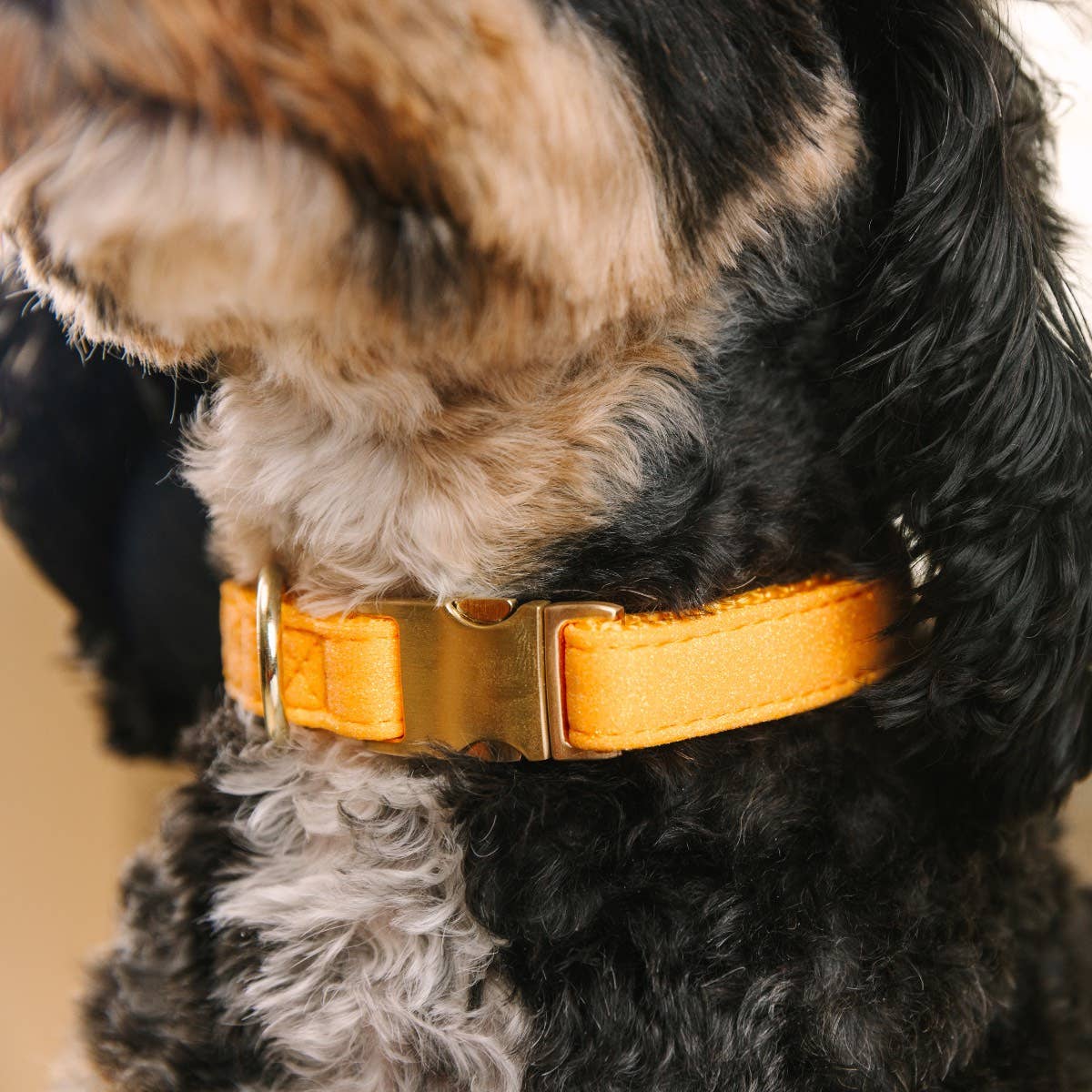 Keaton Yellow Glitter Dog Collar