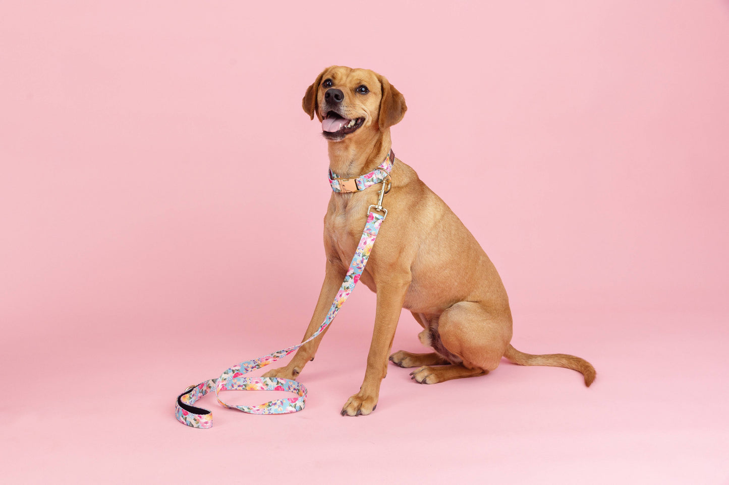 Blue Undertone Floral Dog Collar
