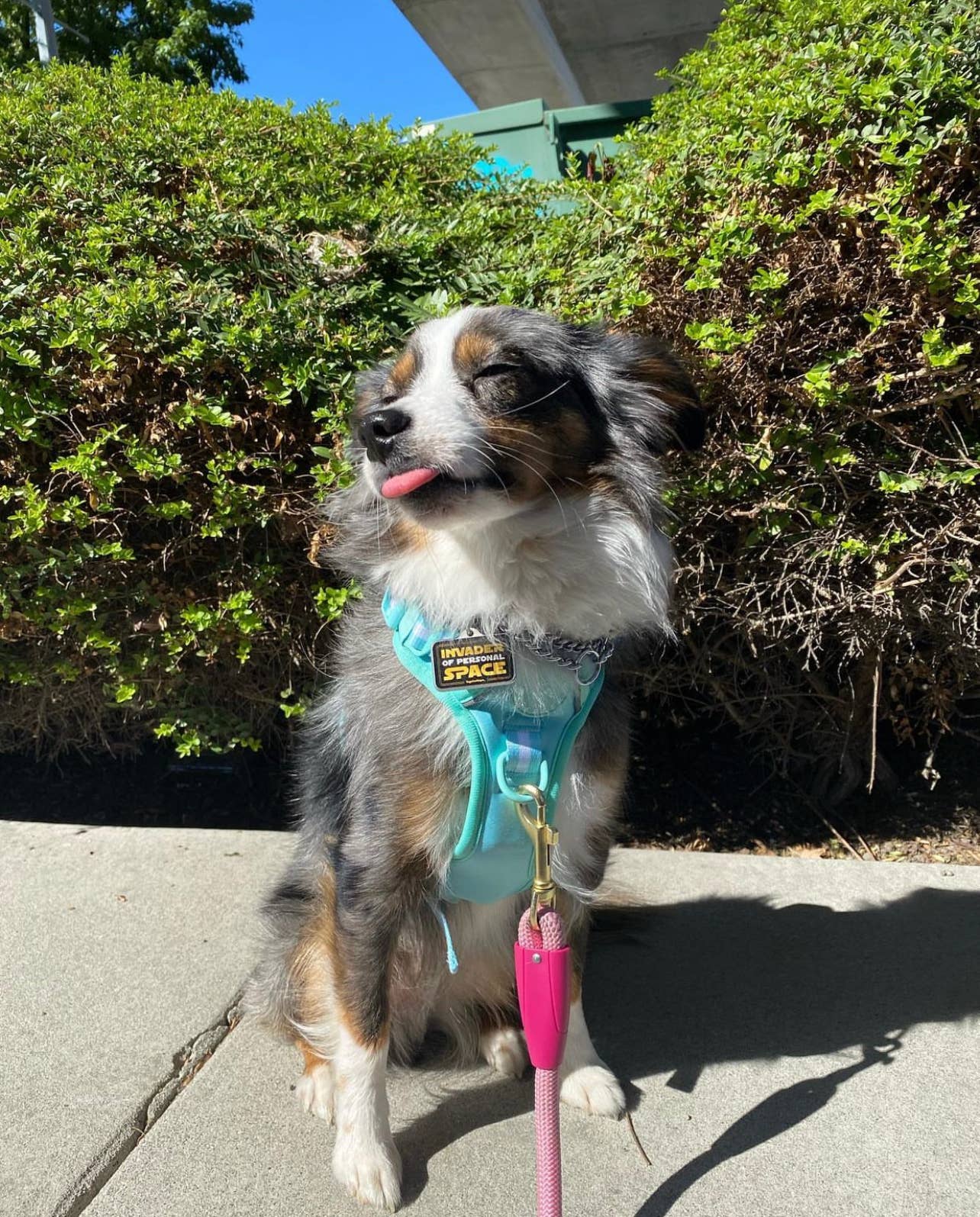 No Pull Comfort Dog Harness - Turquoise