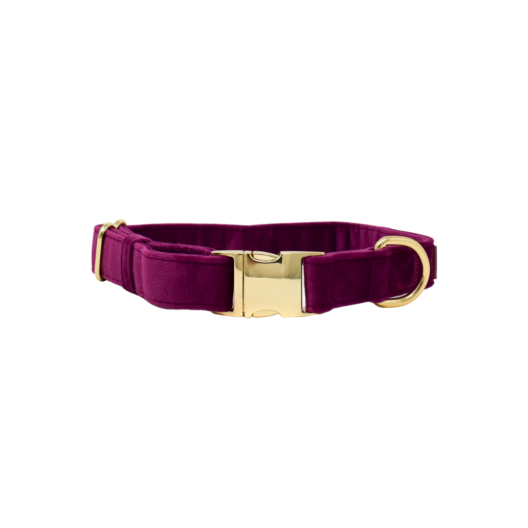 Purple Dog Collar