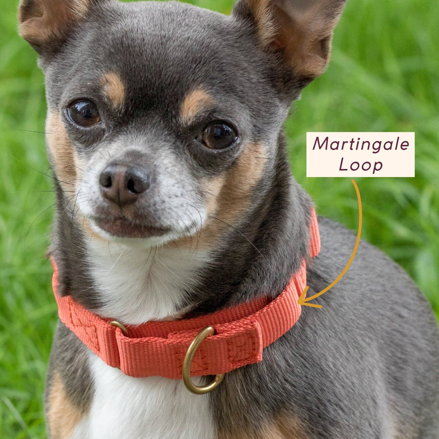 Marty Collar: OLIVE / Large