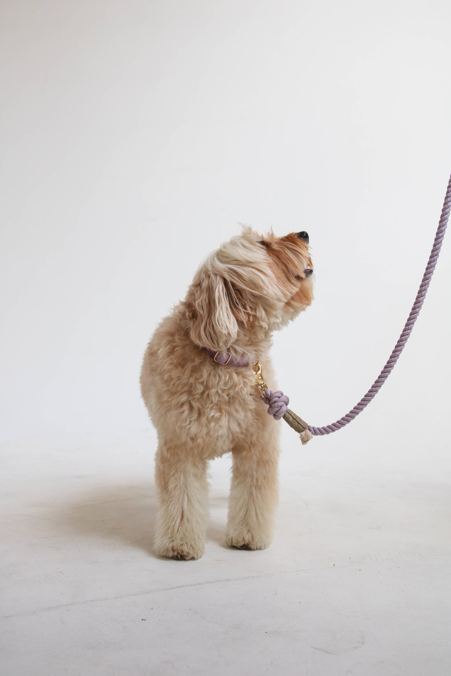 Lavender Dog Collar
