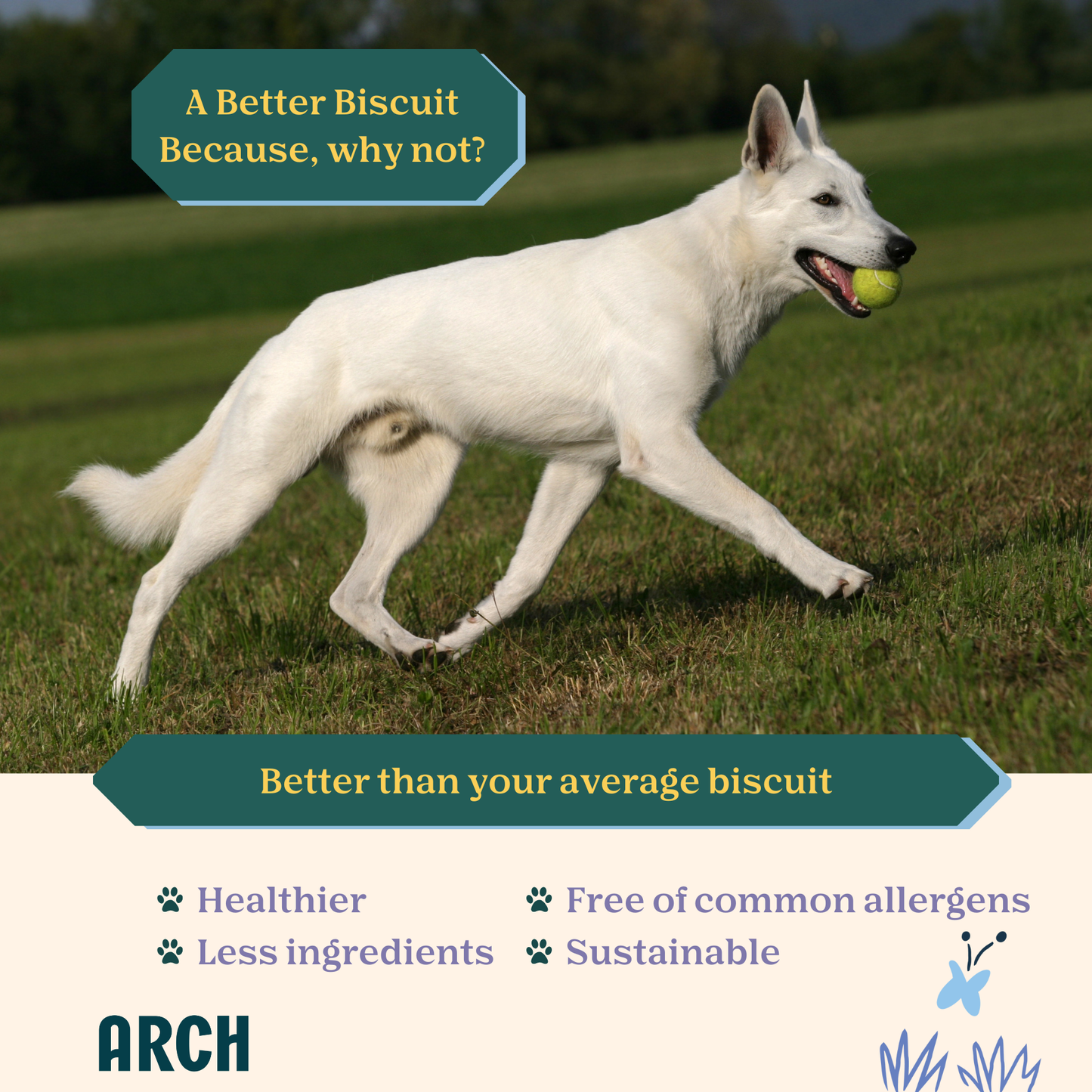 Better Biscuit Hypoallergenic Eco-Friendly Crunchy Dog Treat