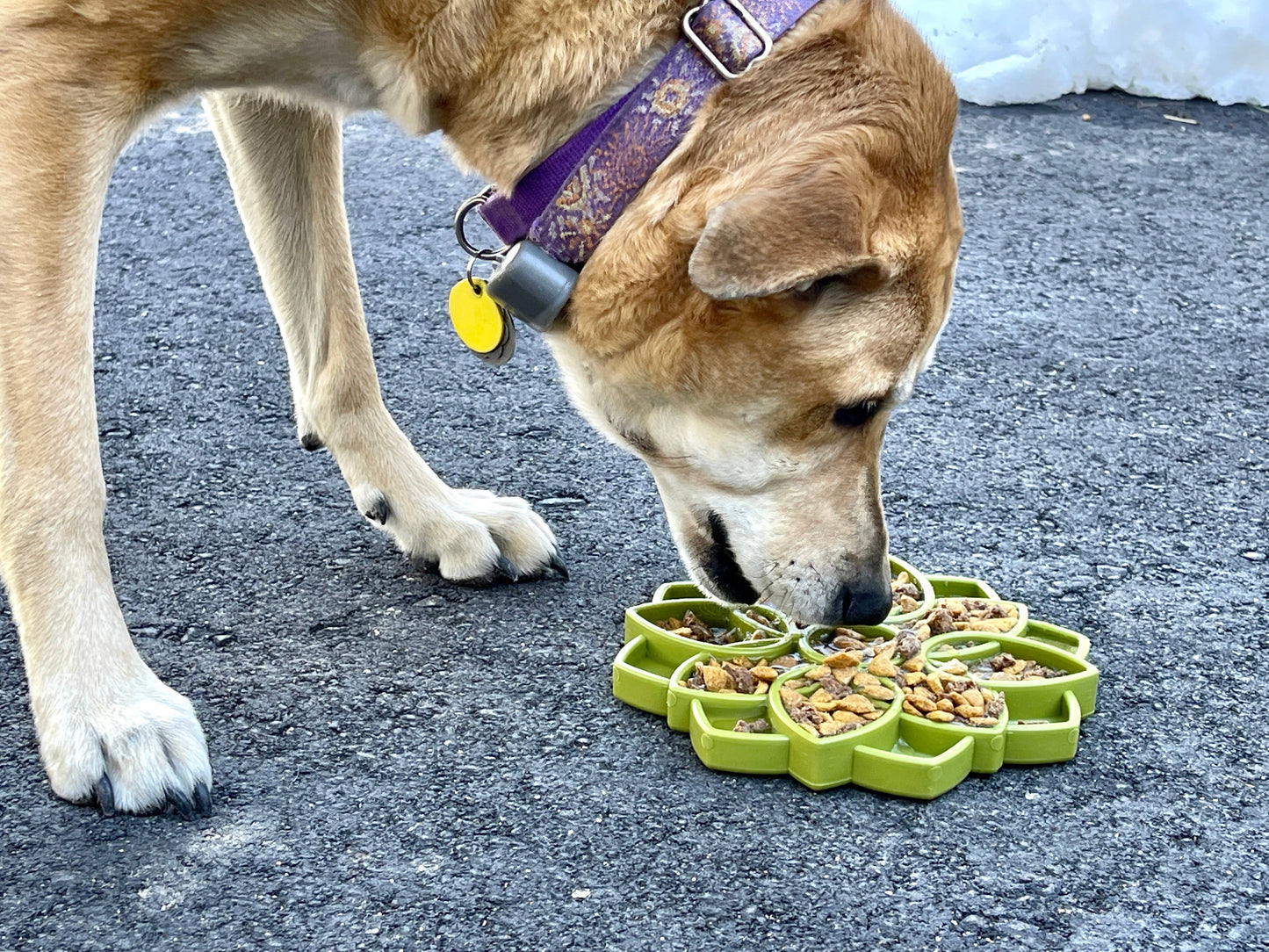 Mandala Enrichment Tray
