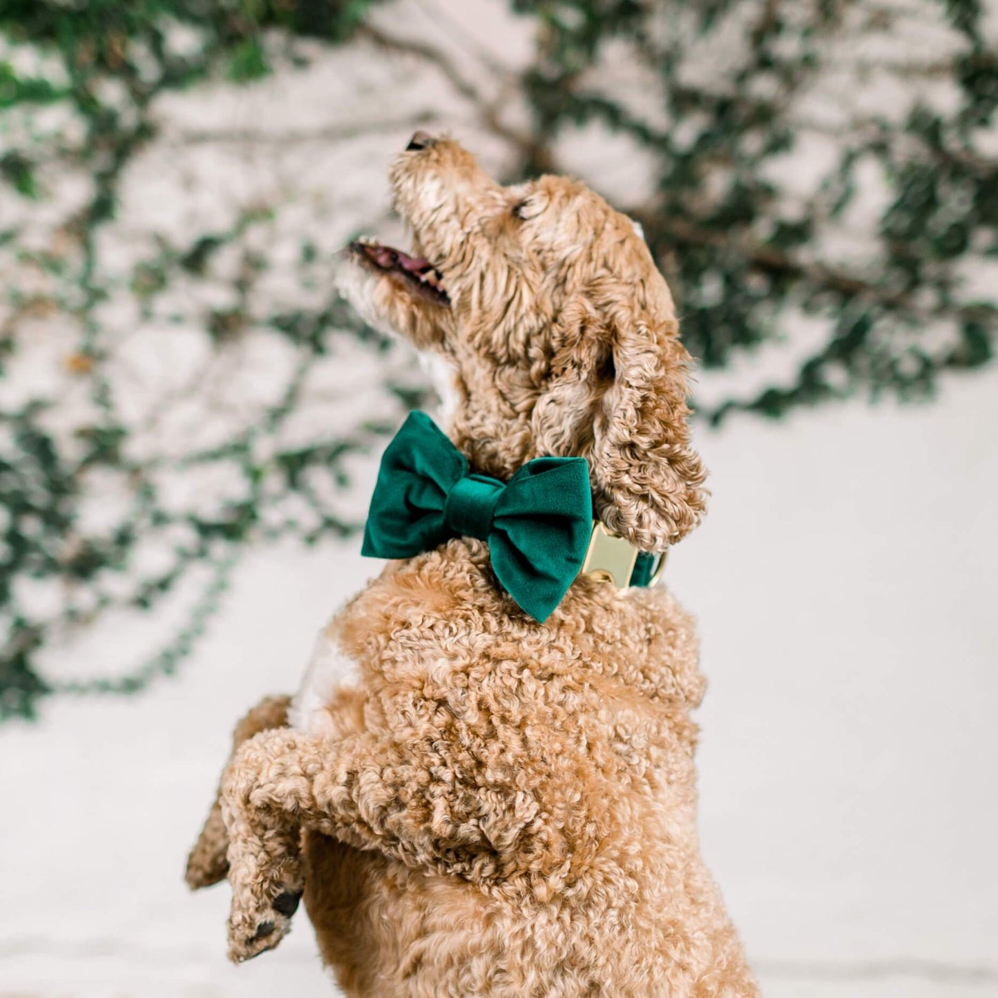 Forest Green Velvet Bow Tie