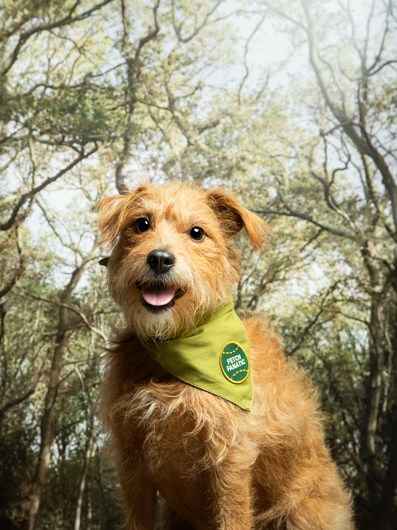 Fetch Fanatic Patch