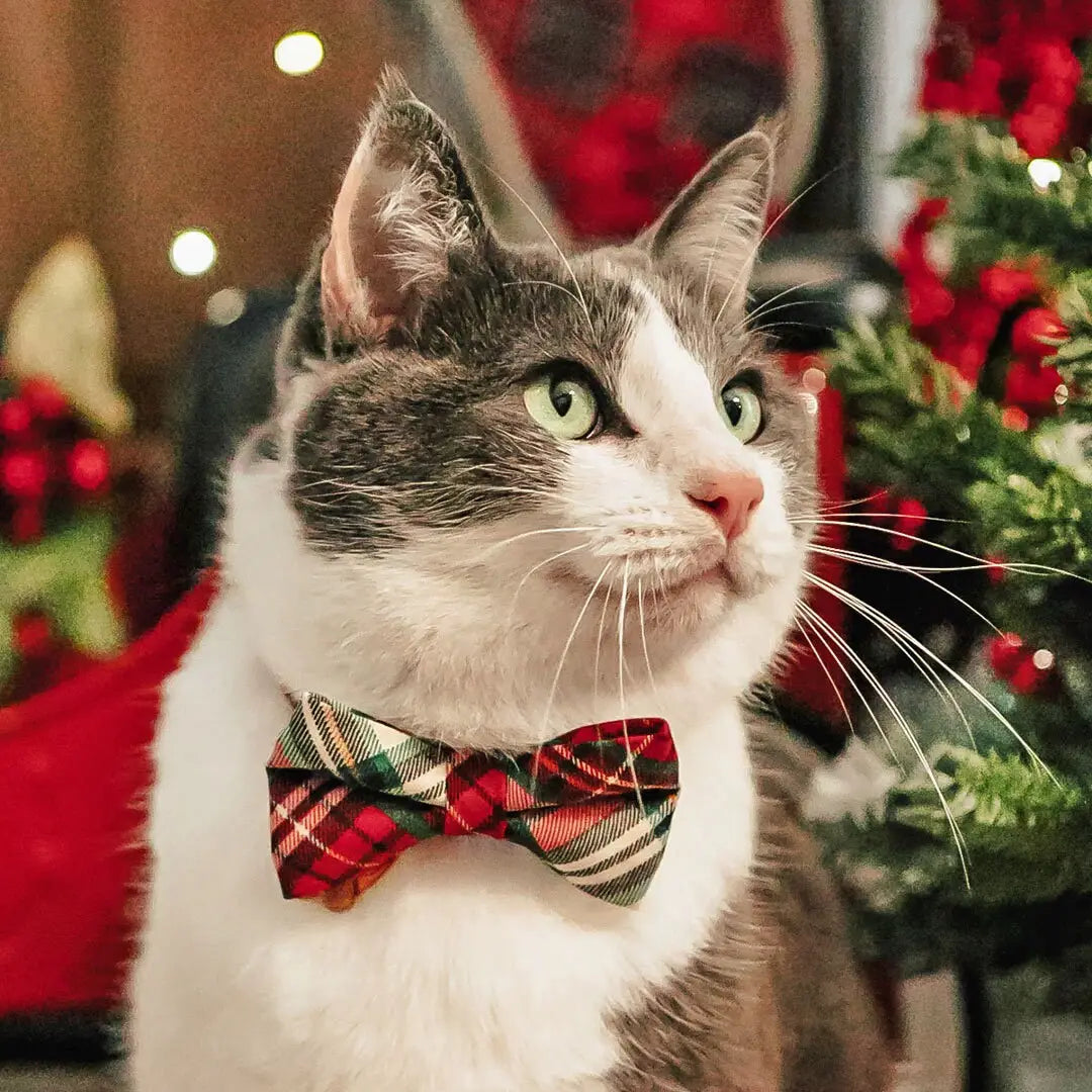 Holiday Plaid Bow Tie for Cats + Small Dogs