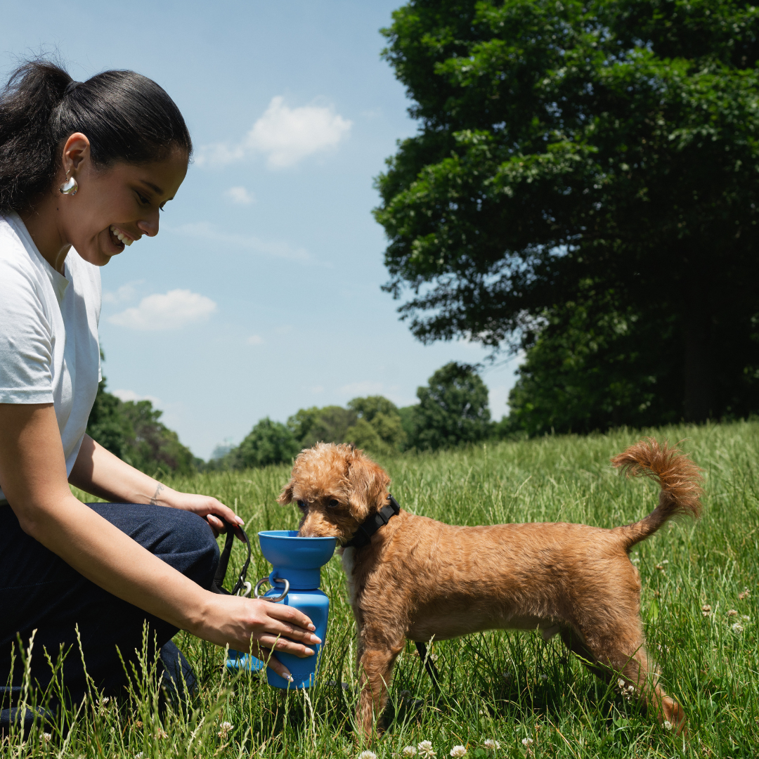 Dog Travel Water Bottle, 20oz, Flip Silicone (Mixed 12 Pack)