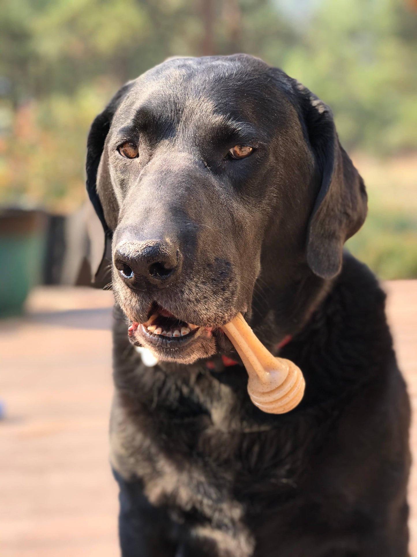 Honey Bone Nylon Chew Bone for Dogs: Small