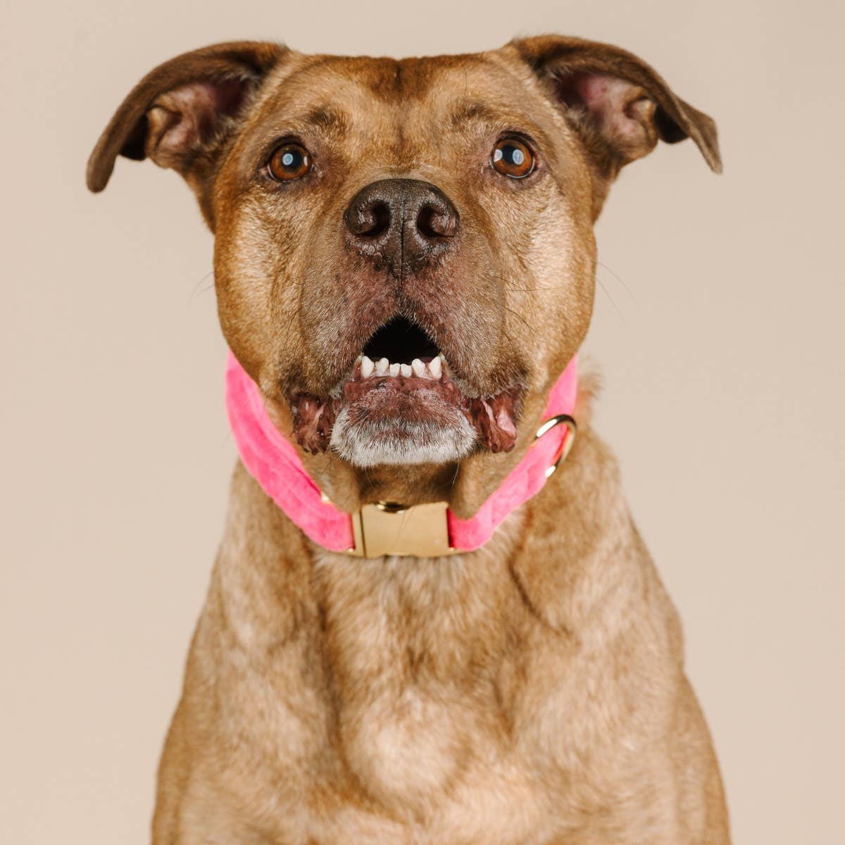 Pink Valentina Dog Collar