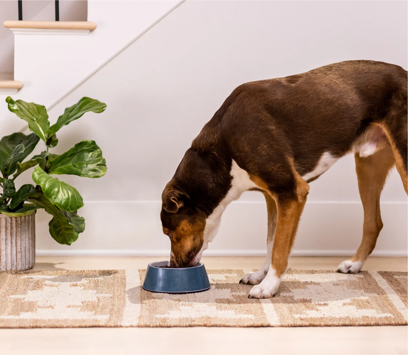 Puppy Salmon & Ancient Grains Dog Food