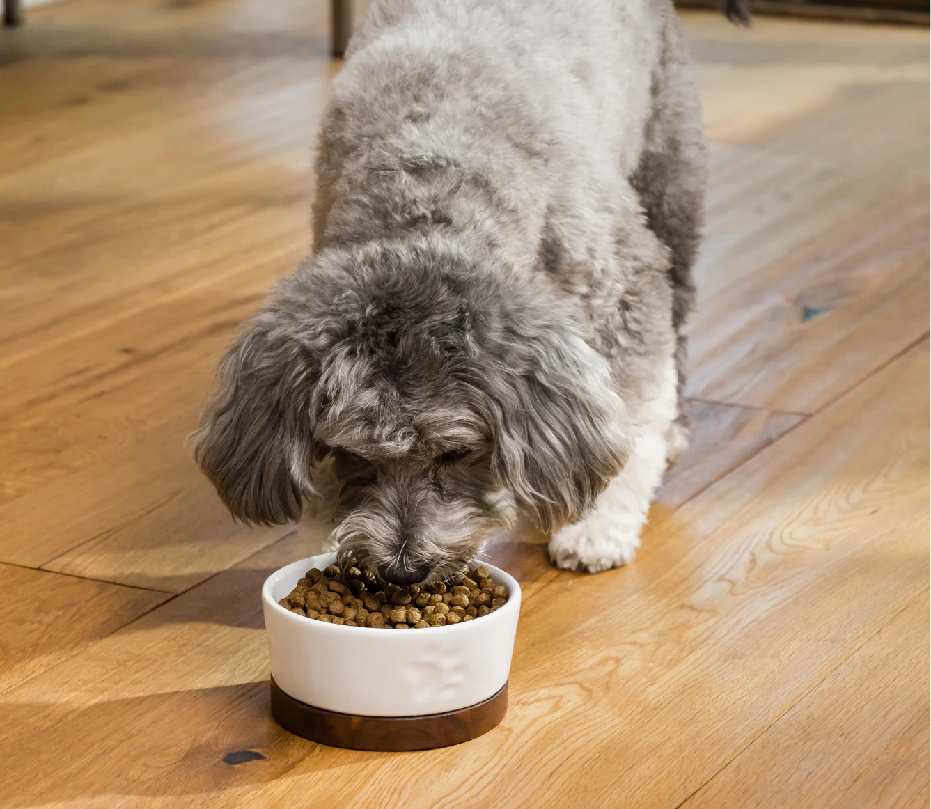 Puppy Salmon & Sweet Potato Grain Free Food 4 lb