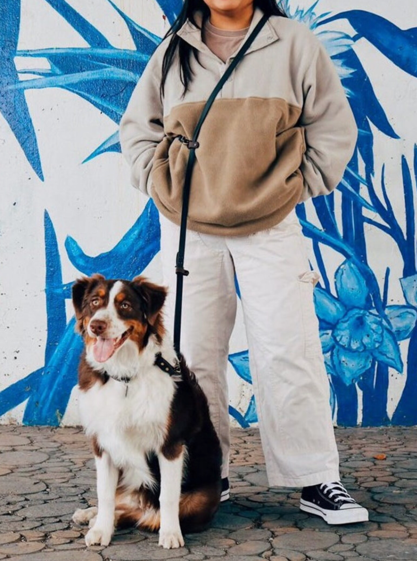 Fawn and Merle Hands-free Leash 7 ft