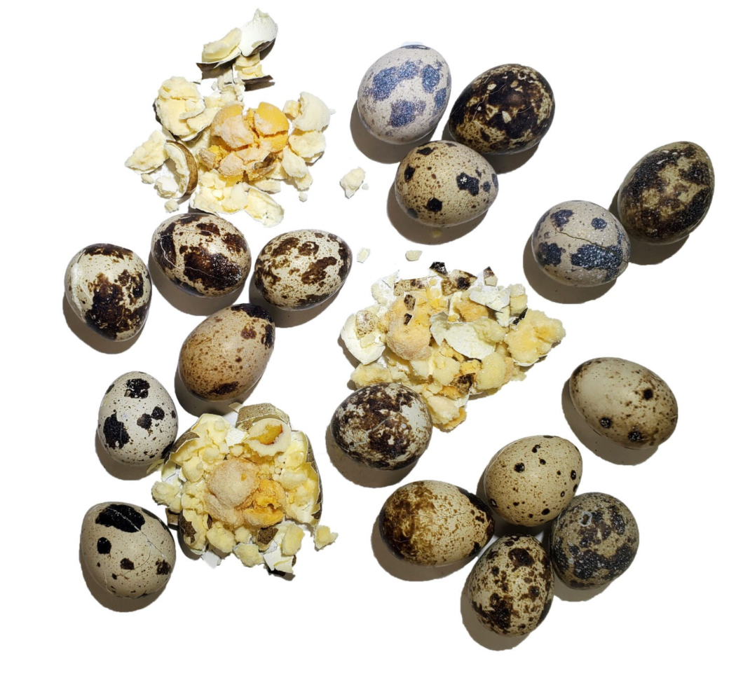 Freeze-Dried Quail Egg Topper 2.75oz