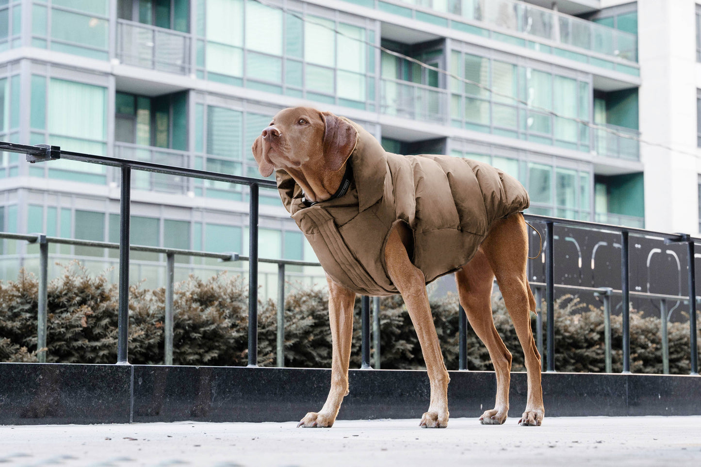 Waterproof Dog Puffer: Black / 18