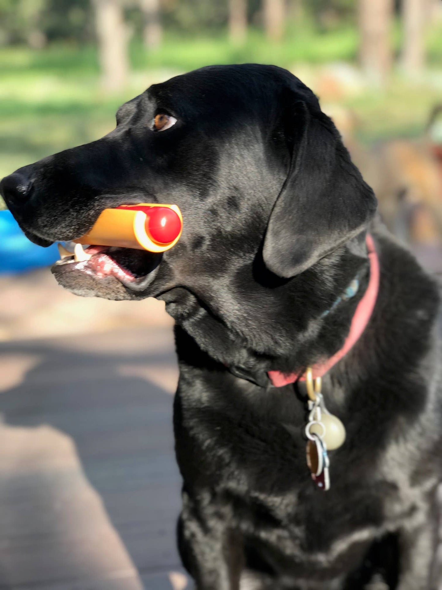 Nylon Hot Dog Chew Toy