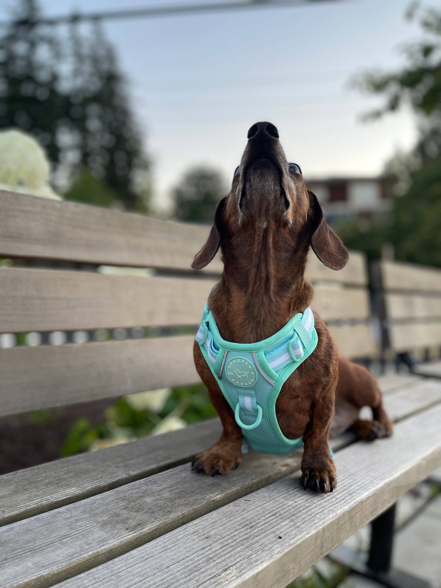 No Pull Comfort Dog Harness - Turquoise
