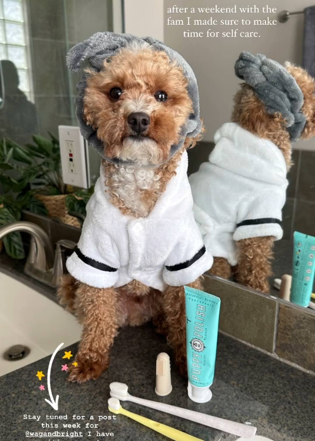 Puppy Polish Toothpaste - Beef Filet Mignon