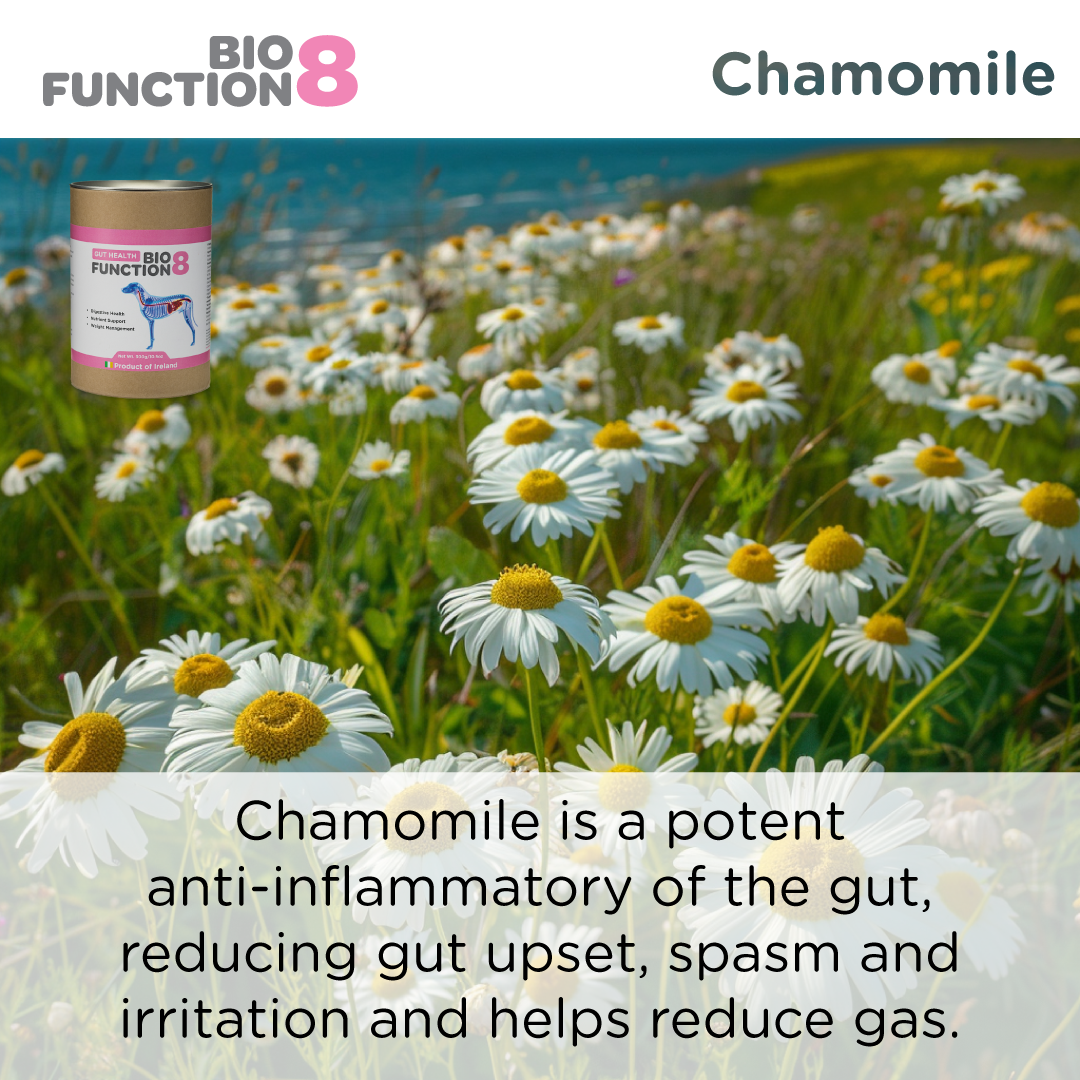 Biofunction8 Gut Health Supplement - 300 grams