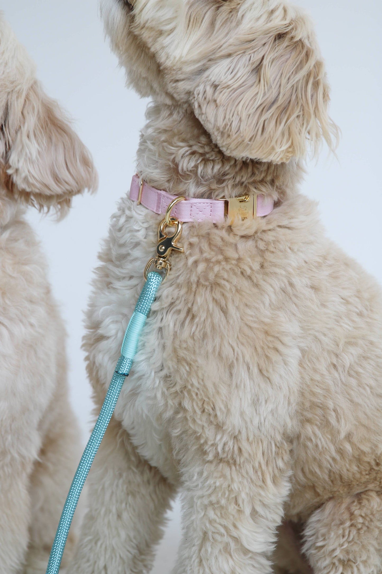 Pastel Pink Dog Collar