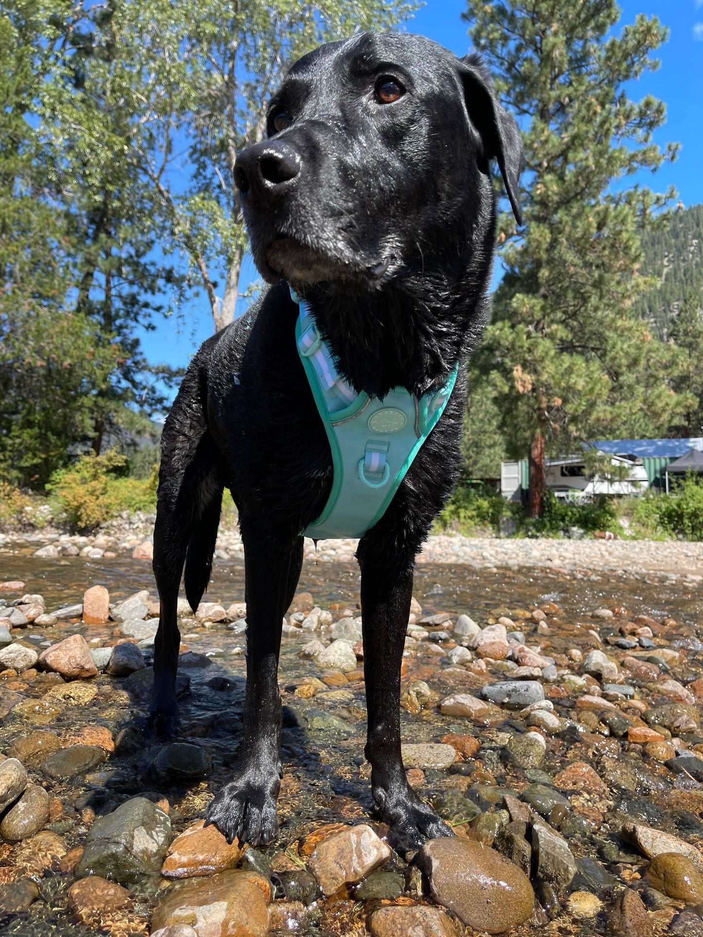 No Pull Comfort Dog Harness - Turquoise