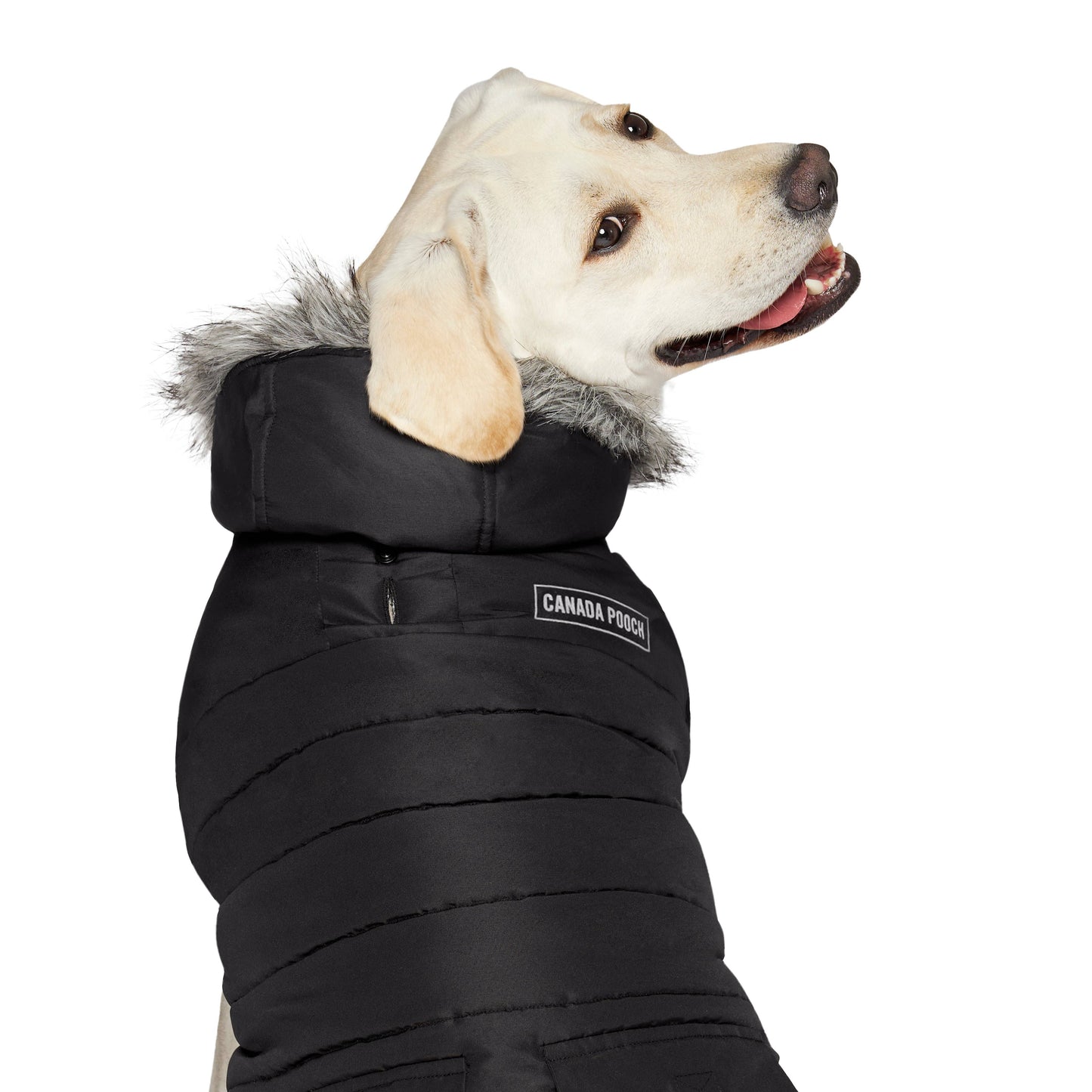 True North Dog Parka: Black / 18
