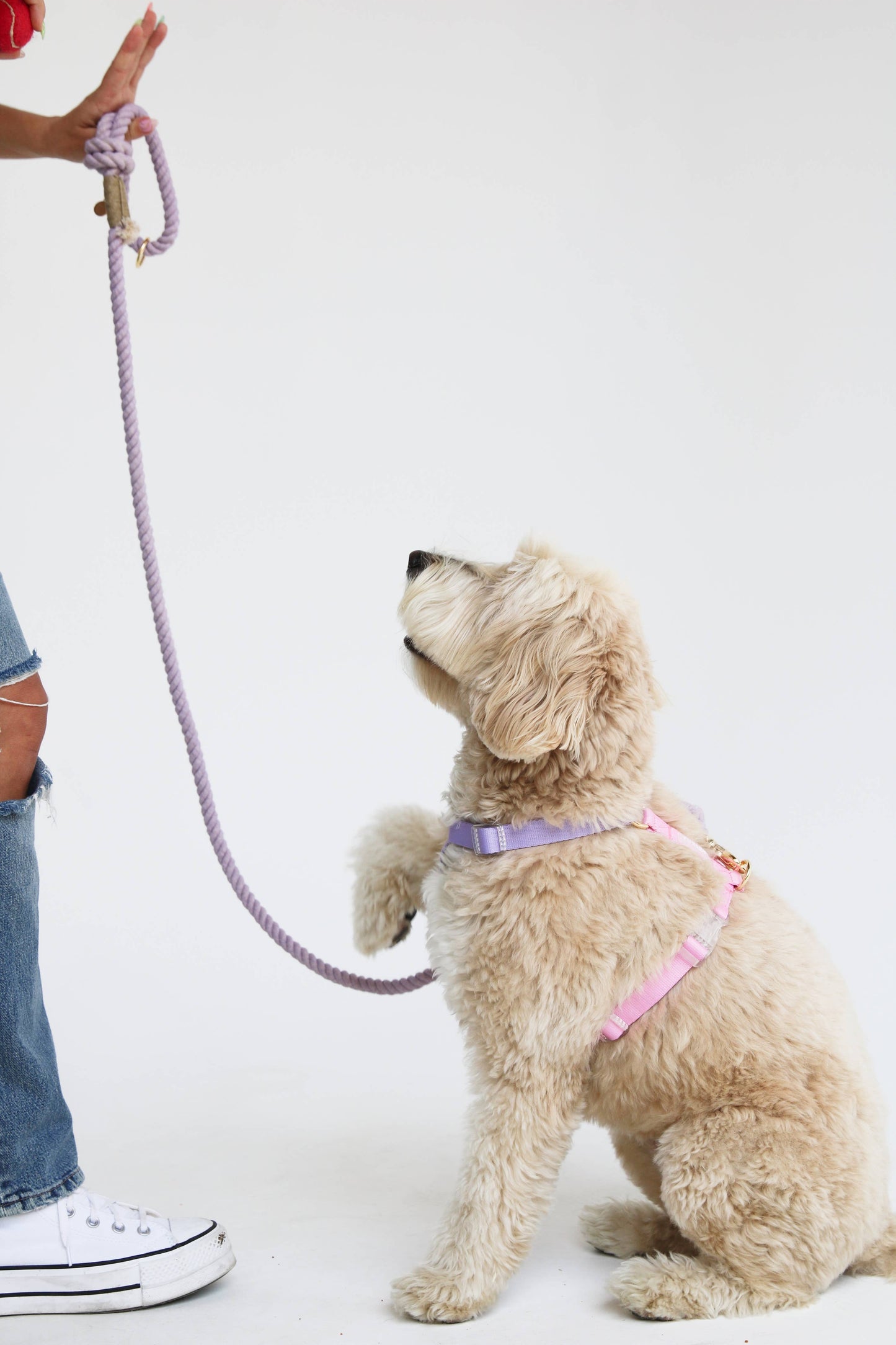 Lavender & Pink Dog Strap Harness