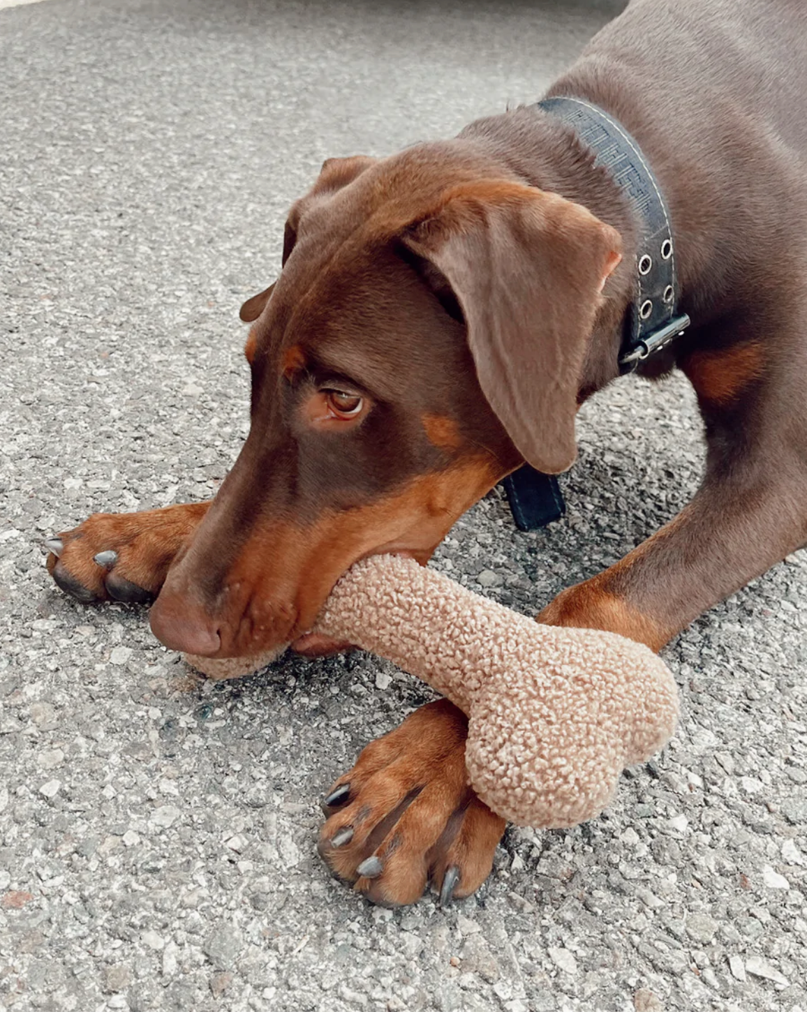Sherpa Funny Bone Toy