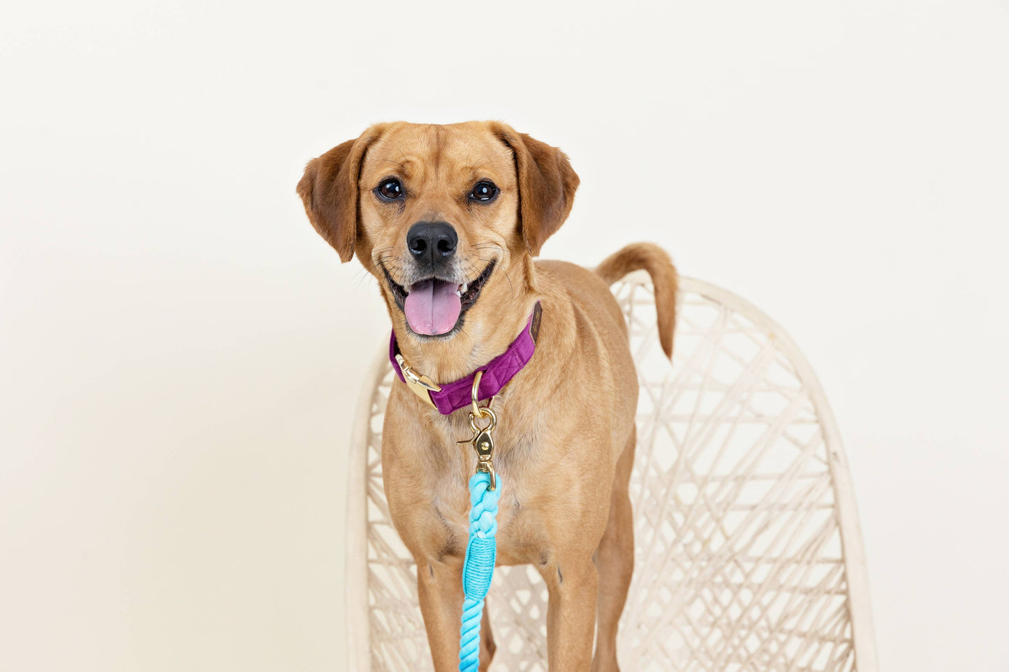 Purple Dog Collar