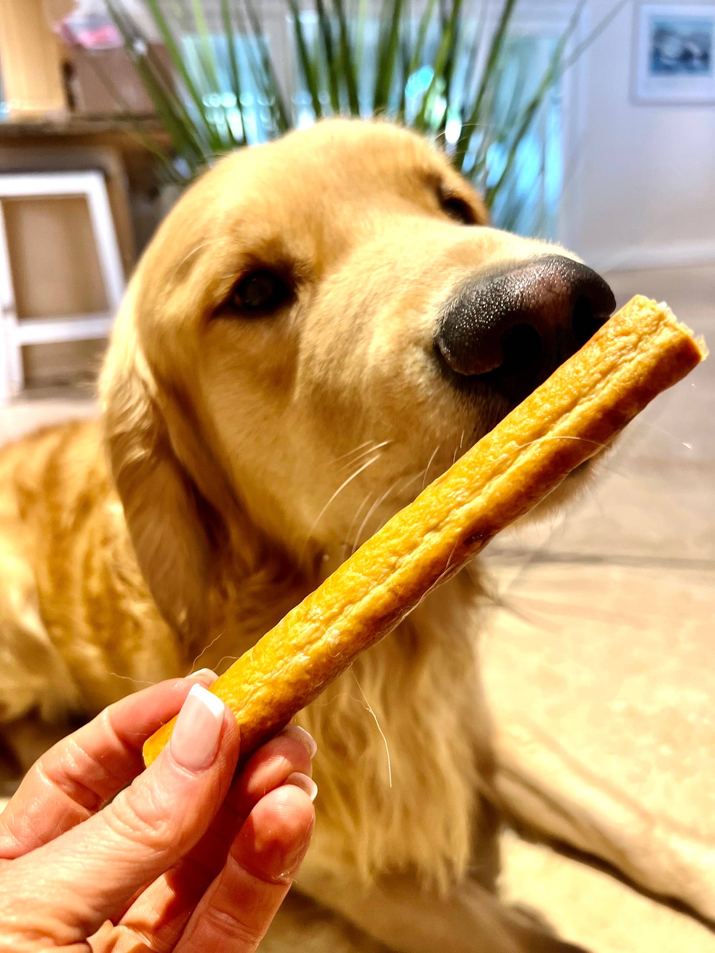 Chicken Sausage for Dogs, Single ingredient treat, 6 per pkg