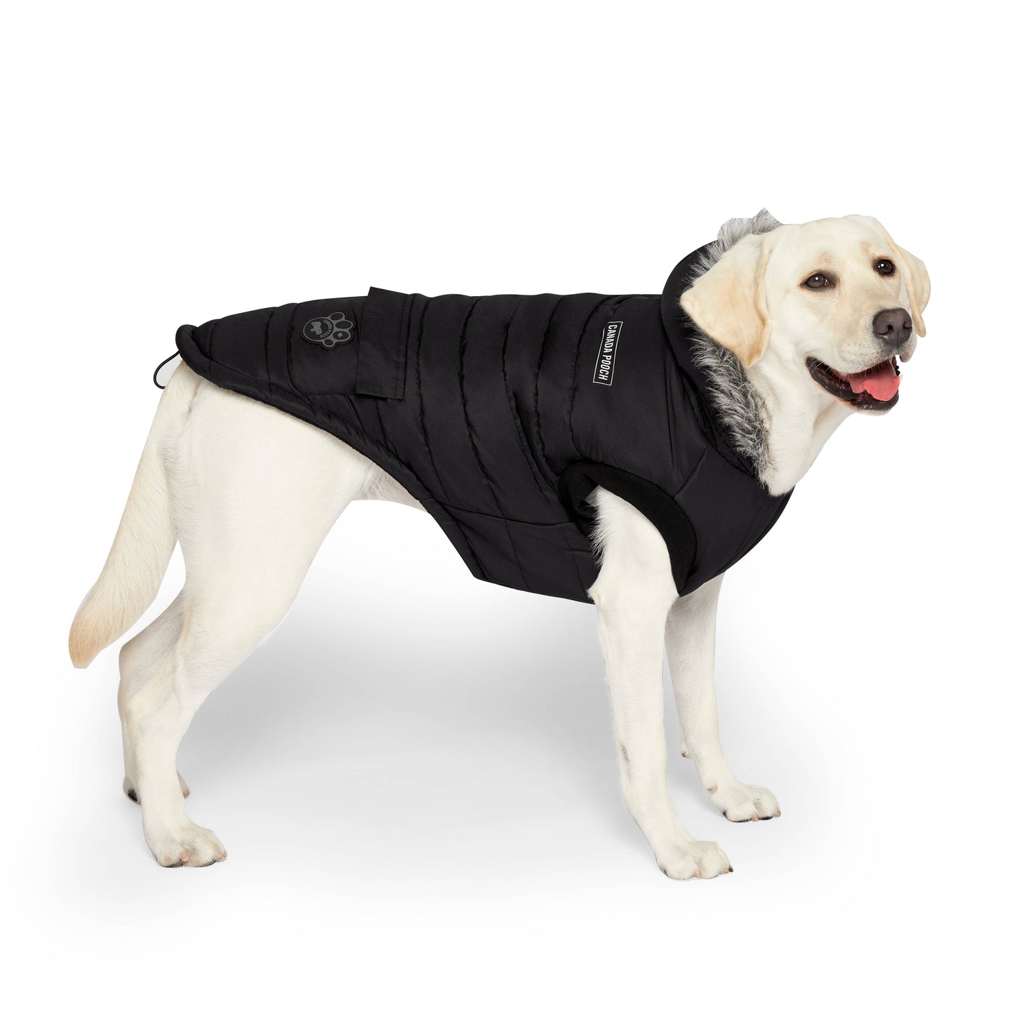 True North Dog Parka: Yellow / 20+