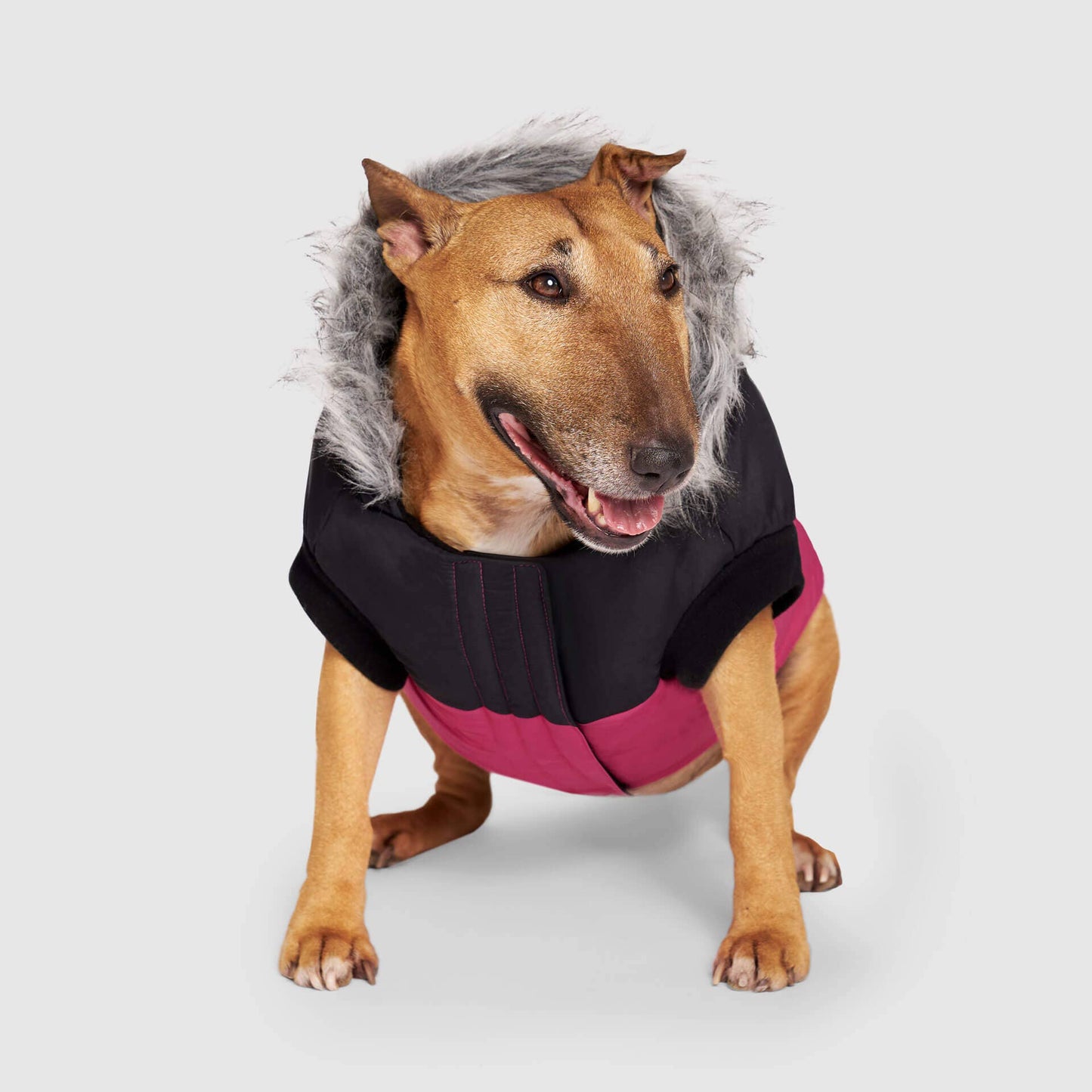 True North Dog Parka: Red / 26