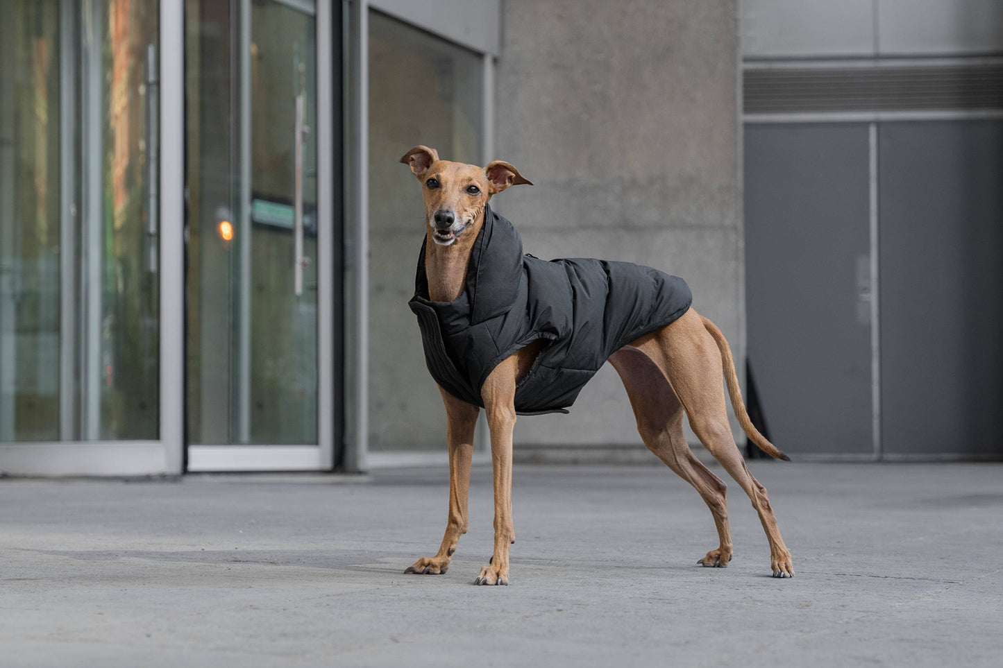 Waterproof Dog Puffer: Black / 18