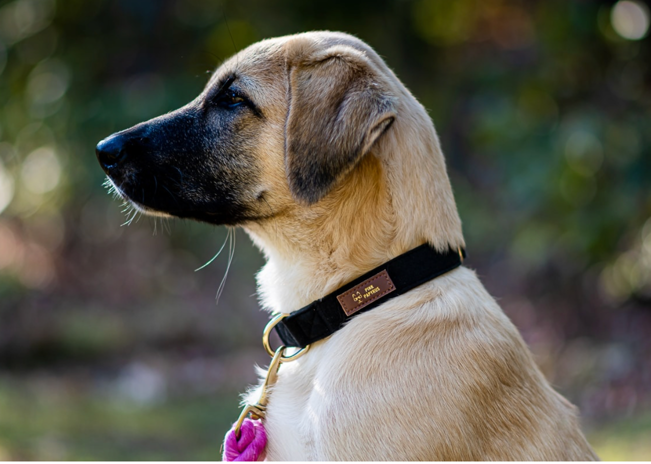 Ryan Black Dog Collar