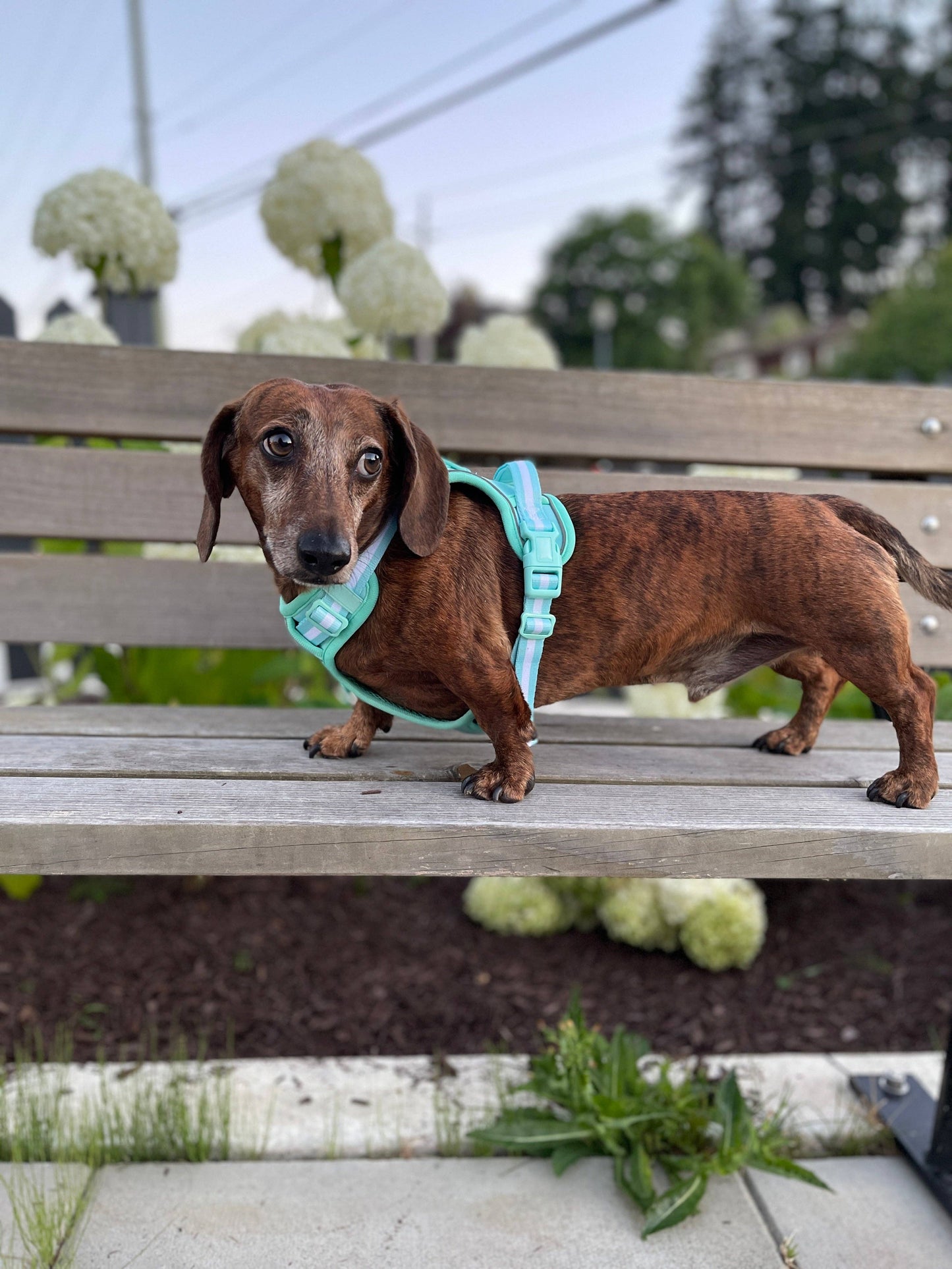 No Pull Comfort Dog Harness - Turquoise