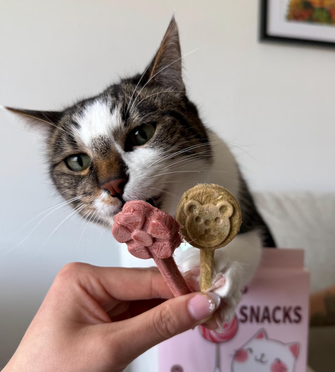 Freeze Dried Lollipops Pet Treats for Cats & Dogs 8 Pc Pack