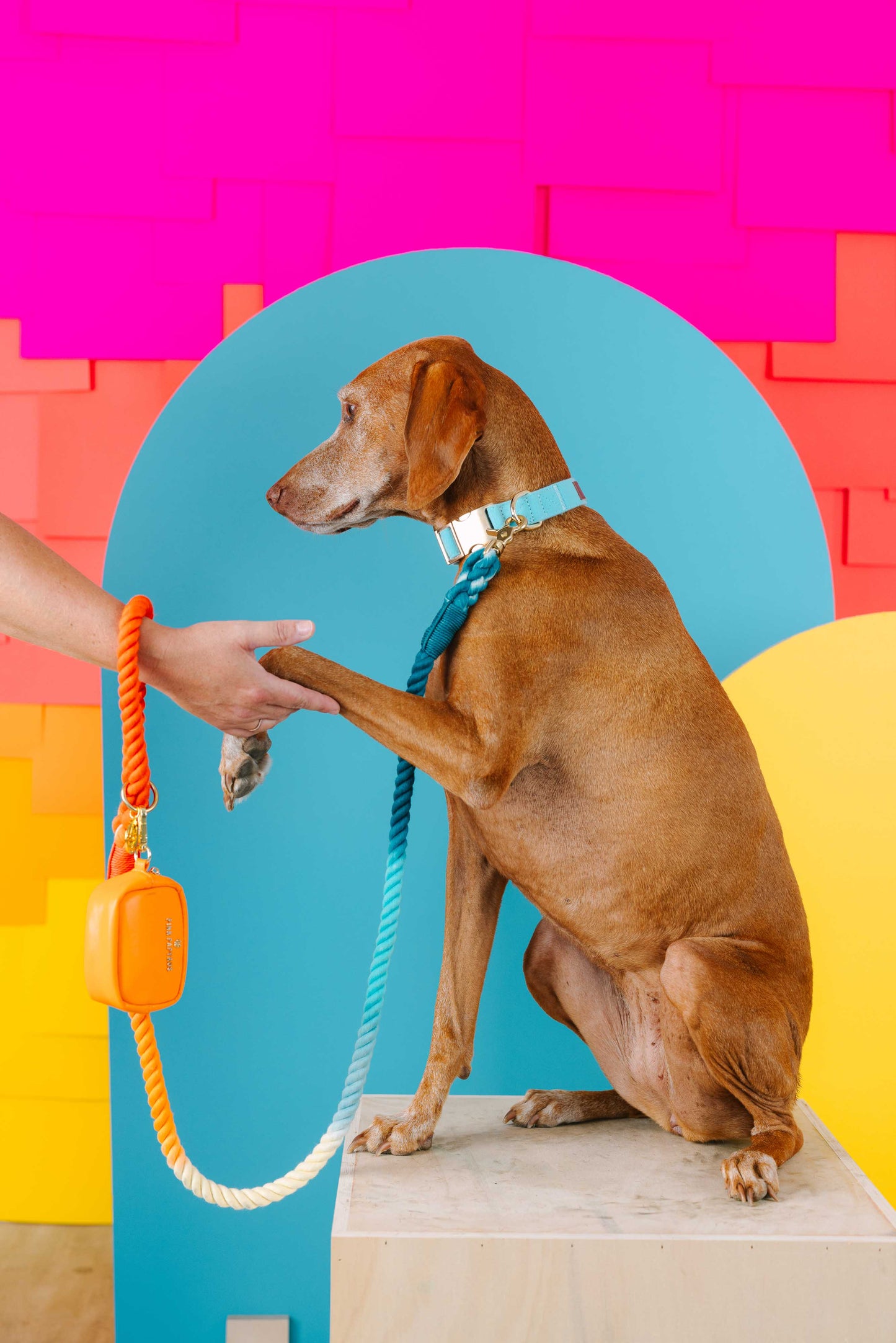 Perry Blue Dog Collar