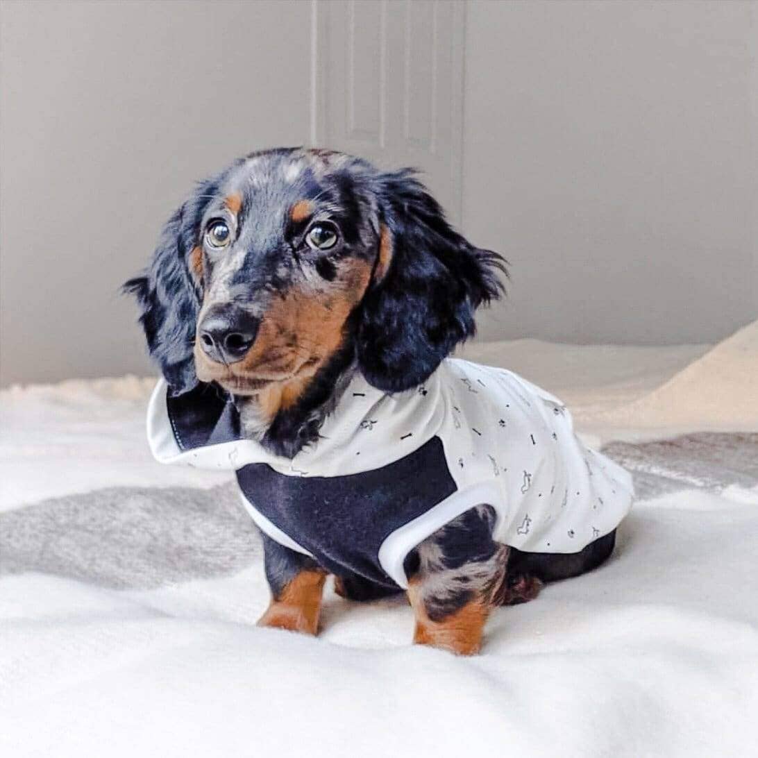 Paws & Bones Dog Hoodie
