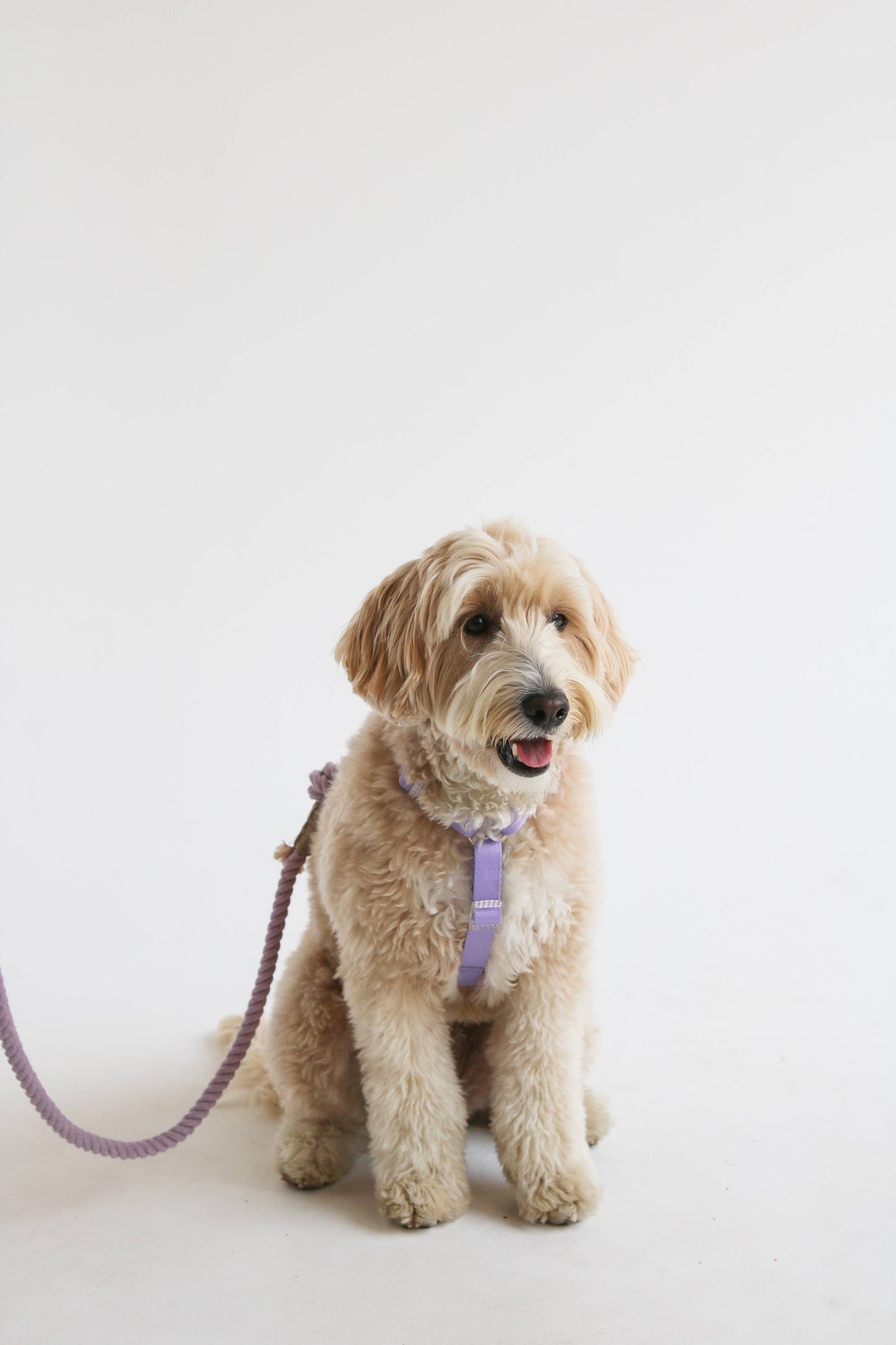 Lavender & Pink Dog Strap Harness