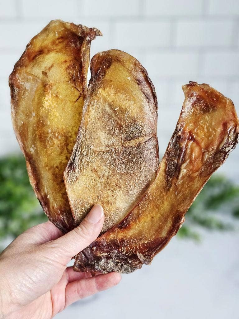 Bison Scapula