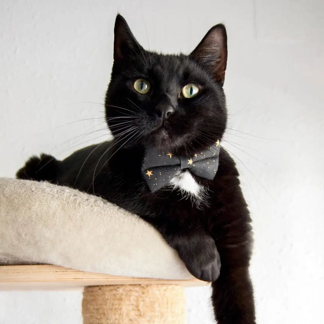 Noir Bow Tie For Cats & Small Dogs
