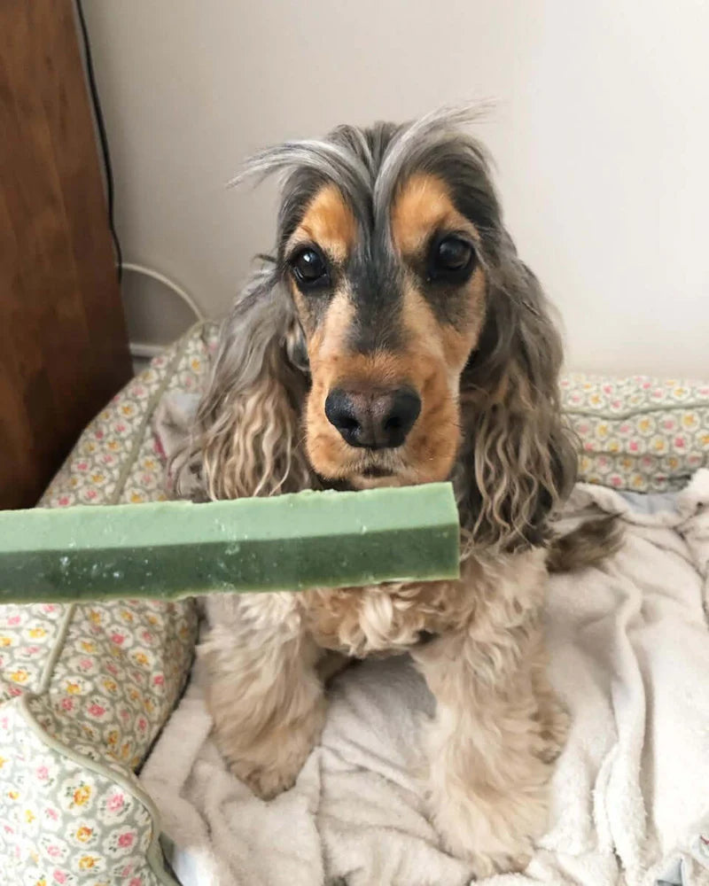 Fruity Dental Fang Chew