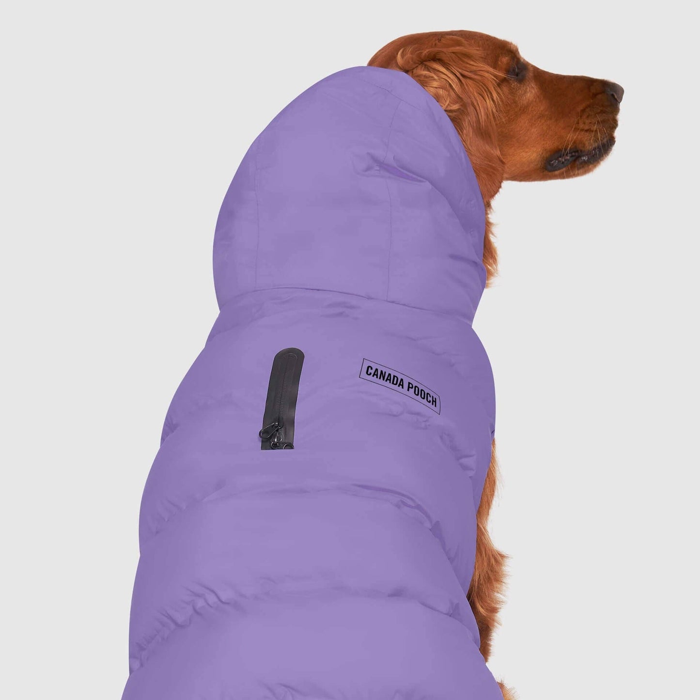 Waterproof Dog Puffer: Black / 18