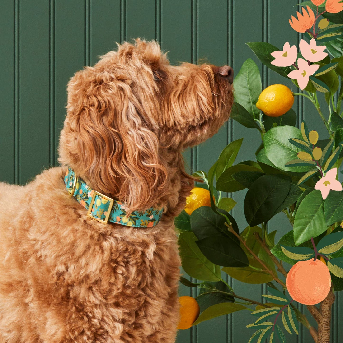 Citrus Floral Dog Collar