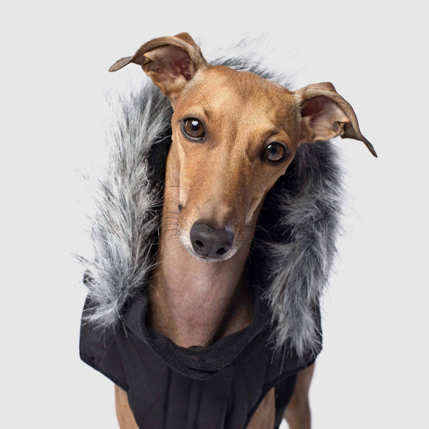 Everest Explorer Jacket- Dog Coat: Red Reflective / 24