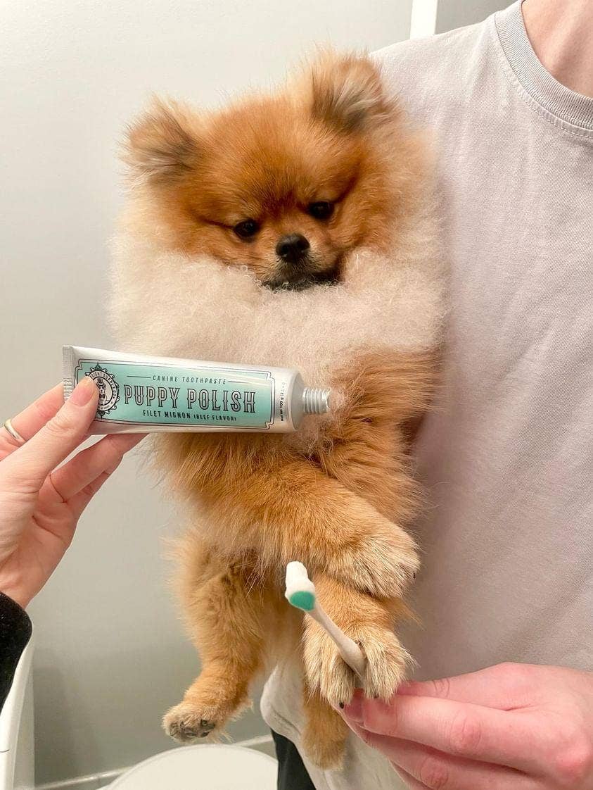 Puppy Polish Toothpaste - Beef Filet Mignon