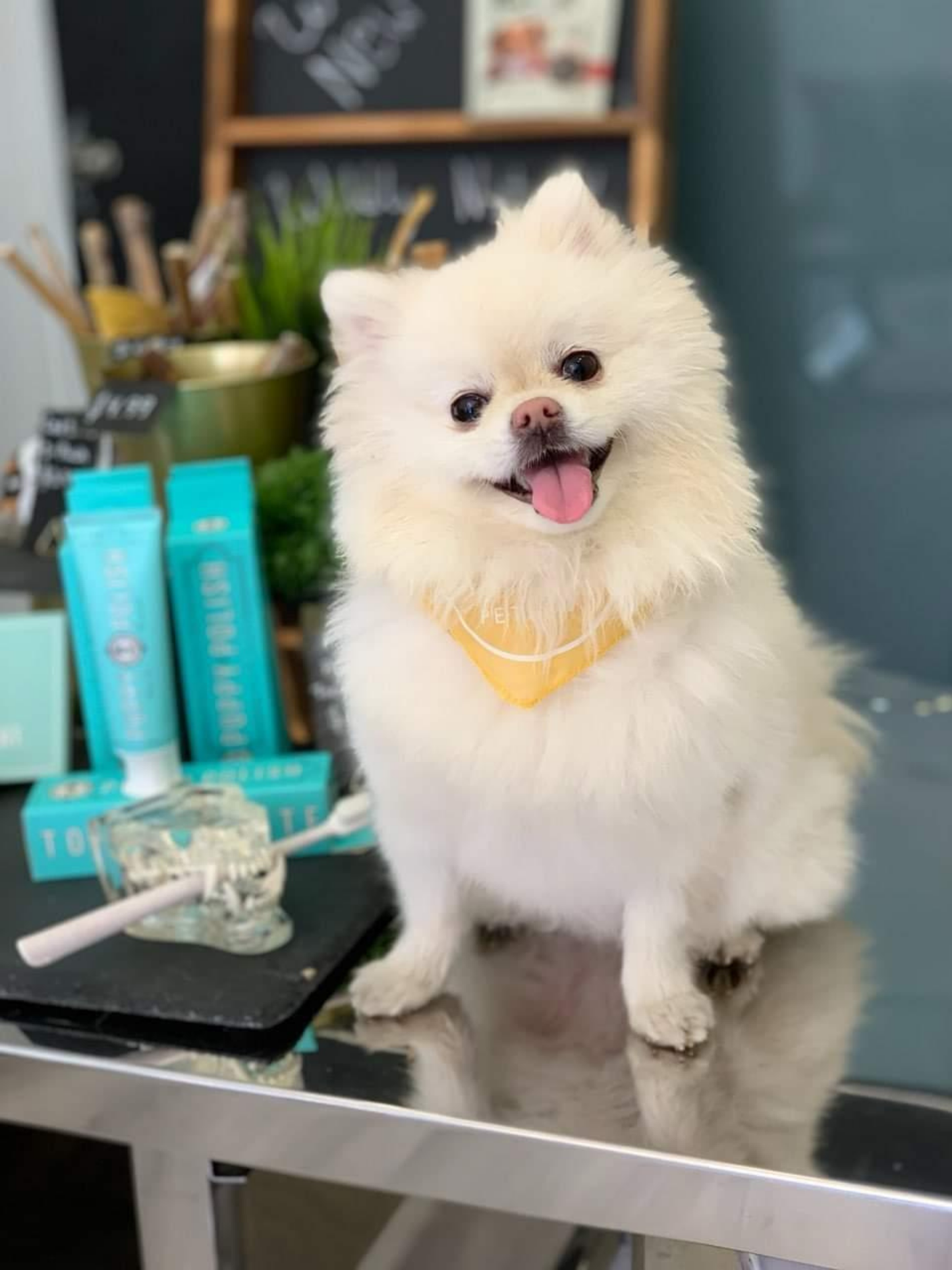 Puppy Polish Toothpaste - Beef Filet Mignon